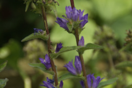 Campanula glomerataKluwenklokje bestellen